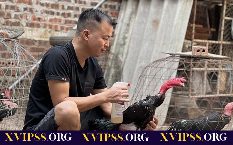 Chế độ ăn uống và tập luyện cho gà chiến trước khi ra trường